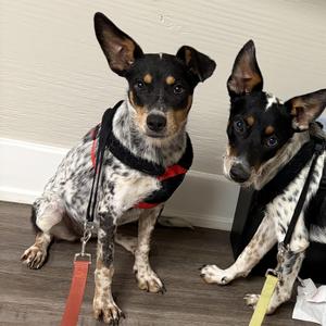 Jill, Australian Cattle Dog / Blue Heeler, young, available for adoption