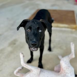 Felix, Black Labrador Retriever, puppy, available for adoption