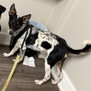 A black and white spotted dog with a yellow leash standing on a wooden floor.