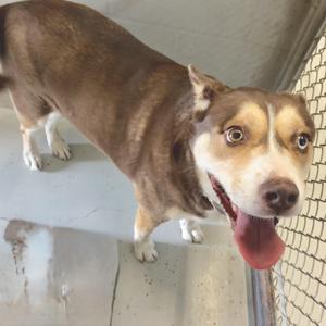 Mocha, Husky, adult, available for adoption