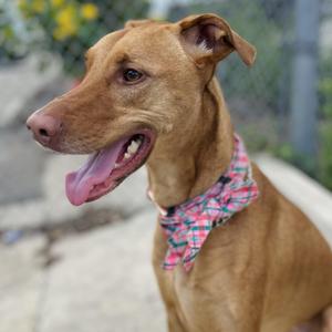 Kenzie, Doberman Pinscher / Greyhound, adult, available for adoption