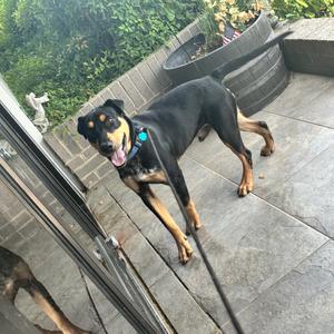 Snoopy, Rottweiler / Australian Cattle Dog / Blue Heeler, puppy, available for adoption