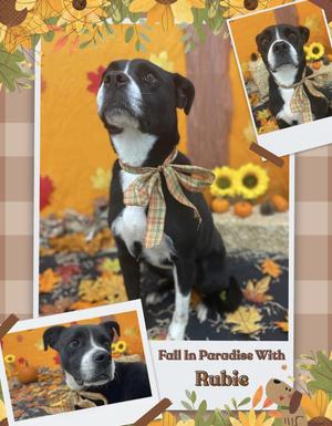 Rubie, Border Collie, adult, available for adoption