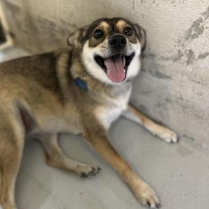 a happy dog lying on the ground with its tongue out