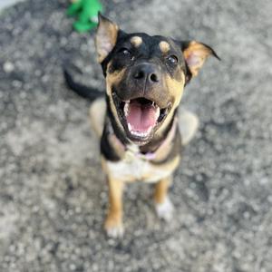 A happy black and tan dog with a pink tongue sticking out, sitting on a gravel surface.