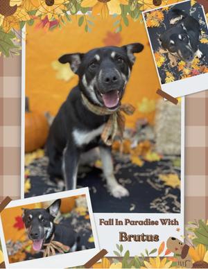 Brutus, Terrier / Husky, young, available for adoption