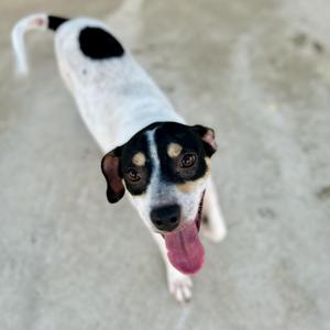 A black and white dog with brown eyes and a pink tongue sticking out, standing on a concrete surface.