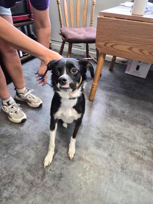 Moxy, Australian Cattle Dog / Blue Heeler, young, available for adoption