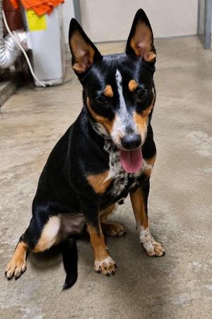 Zeke, Australian Cattle Dog / Blue Heeler, young, available for adoption
