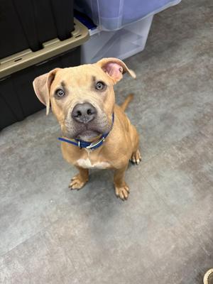A brown dog with a blue collar sitting on a concrete floor, looking up at the camera.