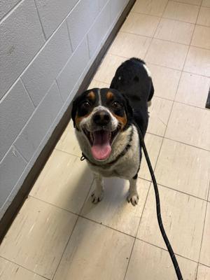 Lenny, Basset Hound, adult, available for adoption