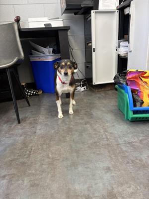 Gizmo, Beagle / Miniature Pinscher, adult, available for adoption