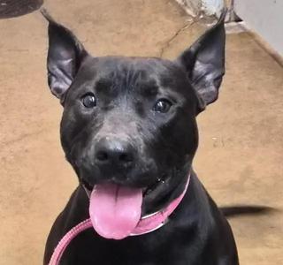 Karma, Dutch Shepherd, young, available for adoption
