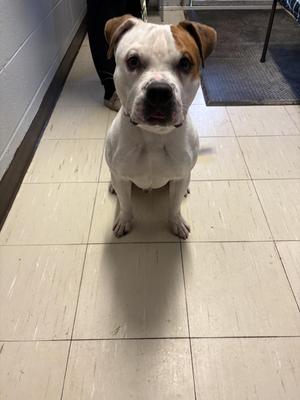 Rocky, English Bulldog, young, available for adoption