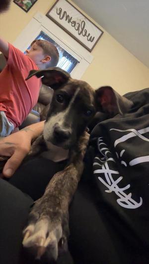 Hoover, Boxer, young, available for adoption