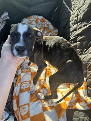 Harvey, Pit Bull Terrier / Boxer, young, available for adoption