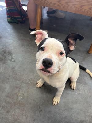 A black and white dog sitting on a concrete floor, looking up with its ears perked up.