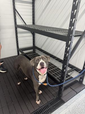 Kevin, Pit Bull Terrier, young, available for adoption