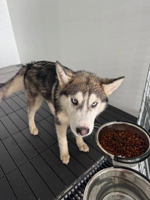 Caesar, Siberian Husky, young, available for adoption