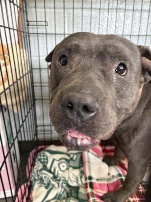Creed, Pit Bull Terrier, adult, available for adoption