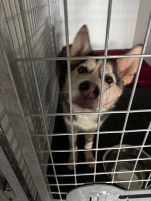 Julius, Siberian Husky, young, available for adoption