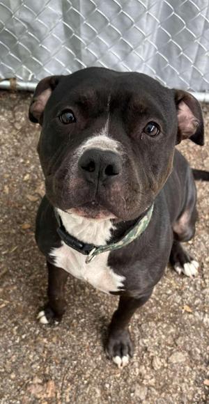 Bruno, Pit Bull Terrier, adult, available for adoption