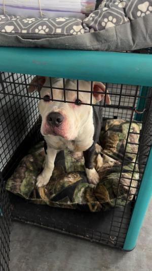 Mac, Pit Bull Terrier, adult, available for adoption