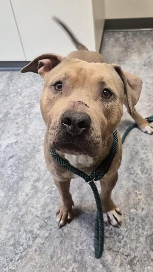 Stan, Pit Bull Terrier, young, available for adoption
