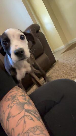 Hank, Boxer, young, available for adoption
