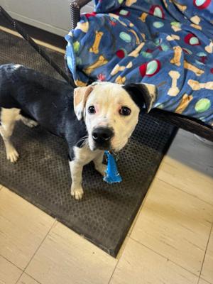 Mouse, Pit Bull Terrier, young, available for adoption