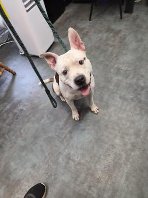 a white dog with pink ears sitting on a gray floor, looking up with its tongue out