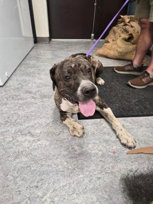 Kozar, Pit Bull Terrier / Great Pyrenees, senior, available for adoption