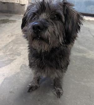 61922496, Terrier, adult, available for adoption