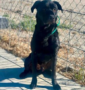 Enzo - 61289338, Labrador Retriever, adult, available for adoption