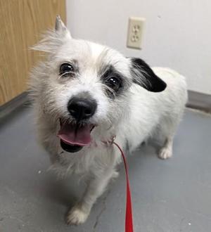 A small white dog with black ears and a black nose, wearing a red leash, standing on a gray floor.
