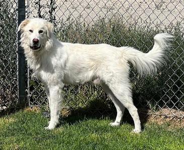 Archie - 61330490, Great Pyrenees, adult, available for adoption