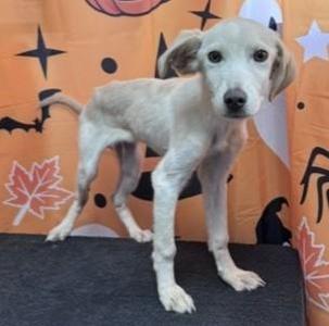 61887073, Retriever, puppy, available for adoption