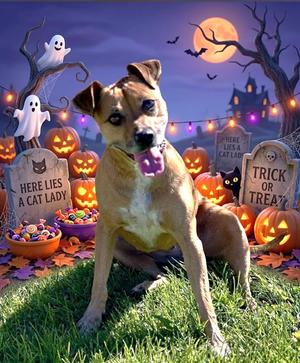 Sassy / 61875168, Miniature Pinscher / Pit Bull Terrier, adult, available for adoption