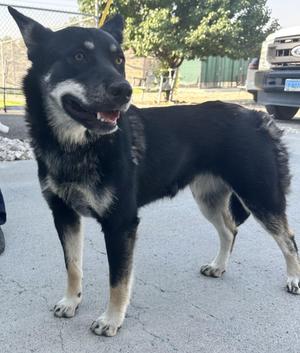 61484660, Shepherd, adult, available for adoption