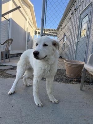 A white dog standing on a concrete surface, with a chain-link fence and a building in the background.