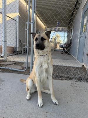 A light brown and black dog sitting on a concrete surface in front of a chain-link fence.