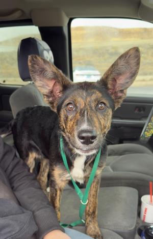 61897889, Belgian Shepherd / Malinois, young, available for adoption