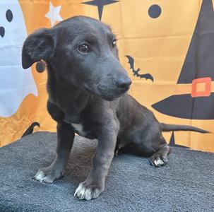 61887079, Retriever, puppy, available for adoption