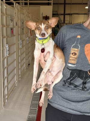 A small dog with a white and brown coat, wearing a green collar, is being held by a person in a shelter environment.