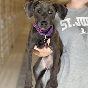 Tulip, Labrador Retriever, puppy, available for adoption