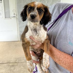 Posey, Spaniel, puppy, available for adoption