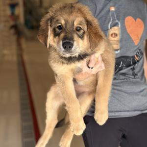 Bodie, Shepherd, puppy, available for adoption