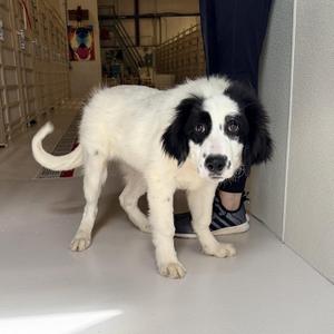 Cheesecake, Great Pyrenees, puppy, available for adoption