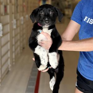 Squeaker, Collie, puppy, available for adoption