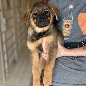 A person holding a small puppy with a black and tan coat, standing in a hallway.